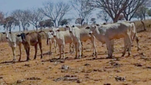 Batalhão Rural localiza seis cabeças de gado com registro de furto no município de Ouvidor