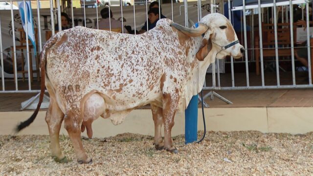 Vaca produz mais de 210 kg de leite e é campeã do torneio leiteiro do Camaru 2022 em Uberlândia