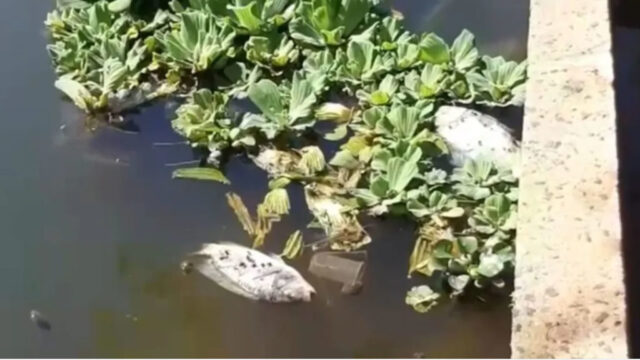 Prefeitura de Catalão investiga morte de peixes em complexo de represas