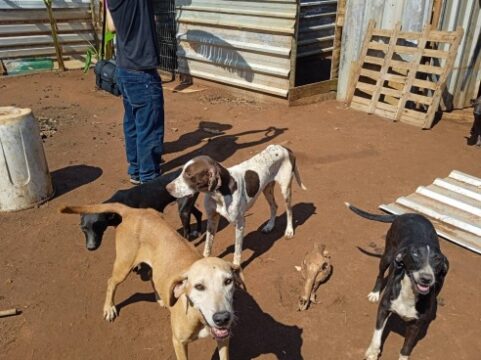 PM encontra 14 animais sob maus tratos em terreno baldio de Uberlândia
