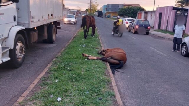 Cavalos atravessam avenida de Catalão e atrapalham trânsito