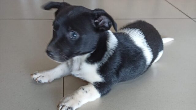 Polícia Civil identifica suspeitos de abandonar filhote de cachorro em Catalão