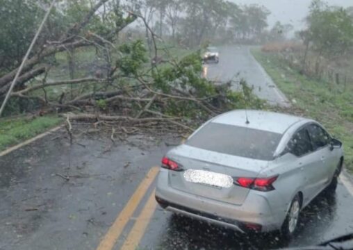 Temporal derruba árvores sobre rodovia entre Araguari e Corumbaiba; imagens