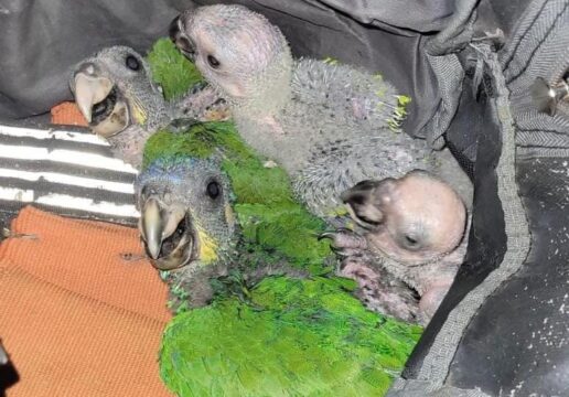 Bêbado e dirigindo: homem é preso com droga e animais silvestre, em Araguari