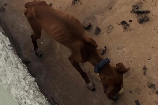 Cão é encontrado em situação de abandono em residência de Formosa; VÍDEO