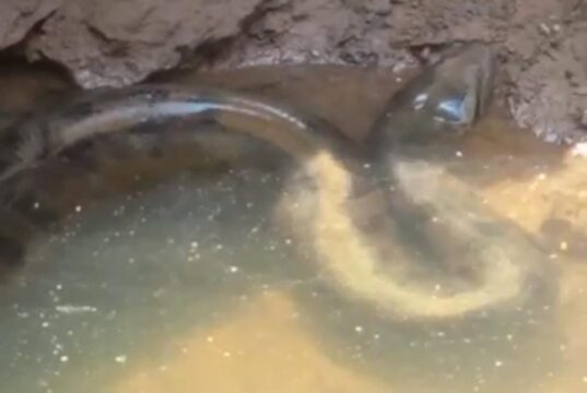 Caldas Novas: pescadores registraram nova aparição de cobra sucuri no Rio Corumbá; vídeos surpreendentes 