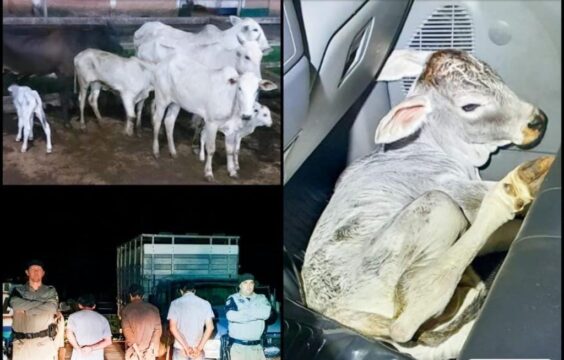 Morrinhos: Batalhão Rural, com apoio do 36° BPM, prende em flagrante três pessoas por furto de gado