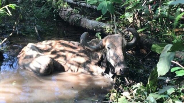 Vaca vai para o brejo, mas bombeiros resgatam o animal em MG
