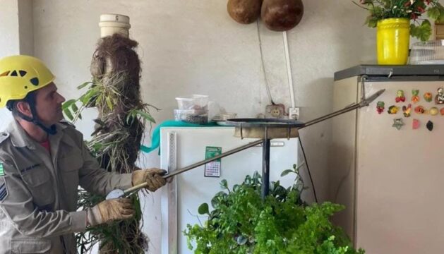 Cobra é resgatada de dentro de freezer em residência de Ipameri