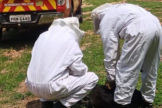 Corpo de Bombeiros salva vida de bezerro recém-nascido em propriedade rural de Catalão