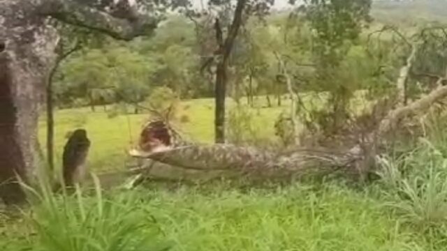 Chuva e ventos fortes derrubam árvores na zona rural, entre Goiandira e Cumari