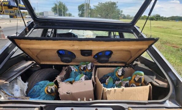 Morrinhos: bandidos capturam animais silvestres em Tocantins para vender no Sudeste e acabam presos na BR-153