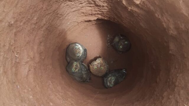 Bombeiros resgatam corujas presas em buraco de construção, em Pires do Rio