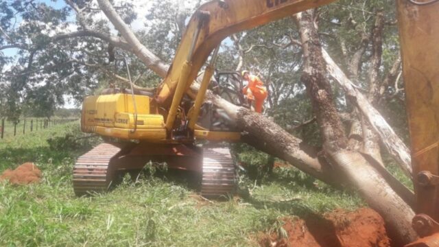 Operador de máquina morre esmagado por árvore que tentava arrancar em MG
