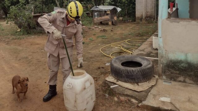 Bombeiros capturam gambá dentro de pneu em Ipameri