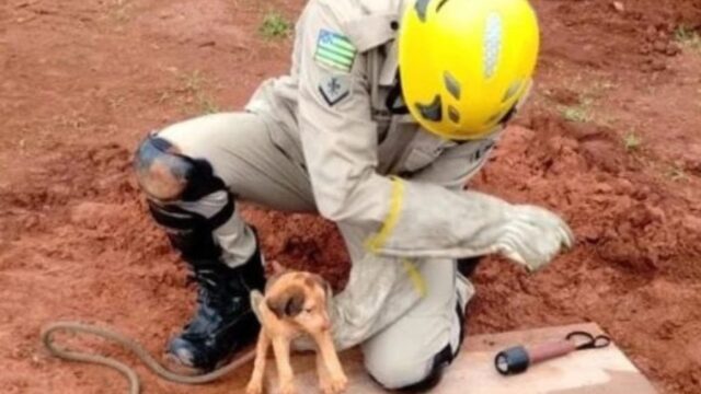 Filhote de Cachorro cai em buraco, fica preso e é salvo pelos Bombeiros em Catalão