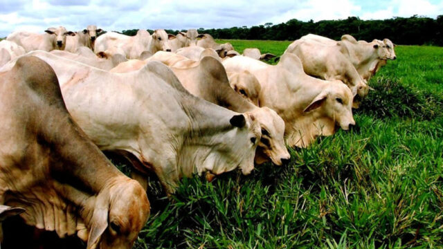 Goiás alcança índice vacinal de 98,59% contra aftosa