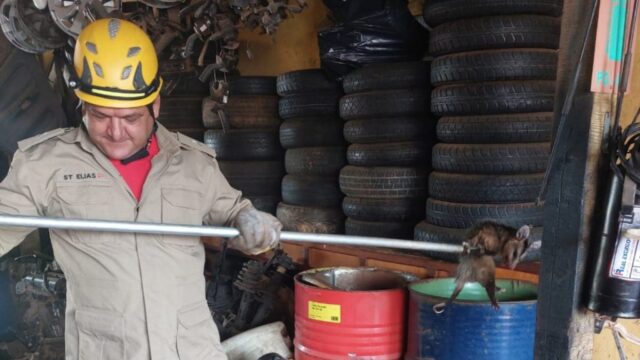 Corpo de Bombeiros realiza resgate de Gambá em oficina mecânica, em Catalão