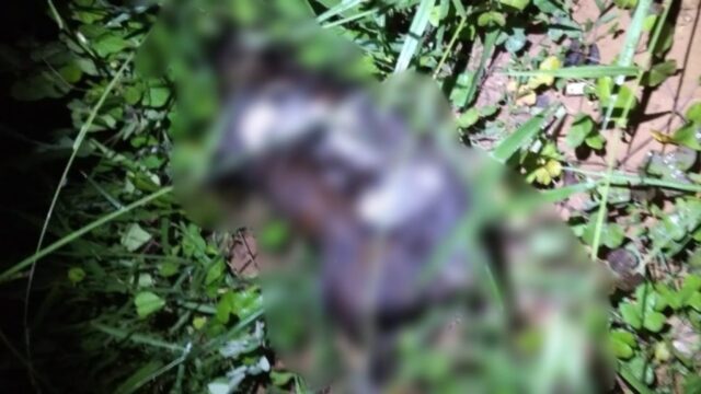 Cães e gatos morrem com sinais de envenenamento, em Ouvidor