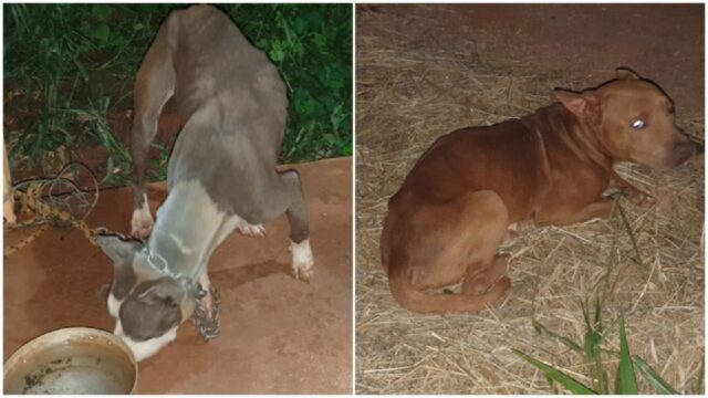 Homem é preso por suspeita de maus-tratos contra dois cães encontrados desnutridos em Catalão; ENTREVISTA