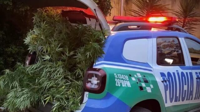 PM prende indivíduo que estava cultivando maconha no quintal de sua residência em Caldas Novas