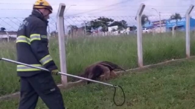 Em Catalão, Corpo de Bombeiros captura tamanduá-bandeira em terreno baldio