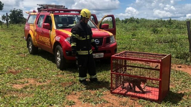 Corpo de Bombeiros captura jaguatirica em galpão de fazenda em Ipameri