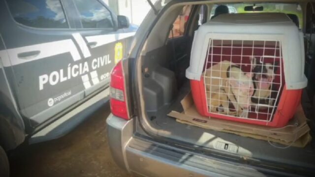 Polícia Civil de Caldas Novas resgata pitbulls abandonados em imóvel