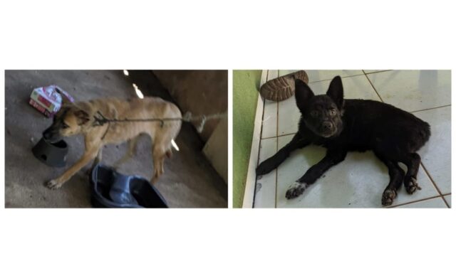 Pires do Rio: Polícia Militar prende suspeito por crime de maus tratos a animais