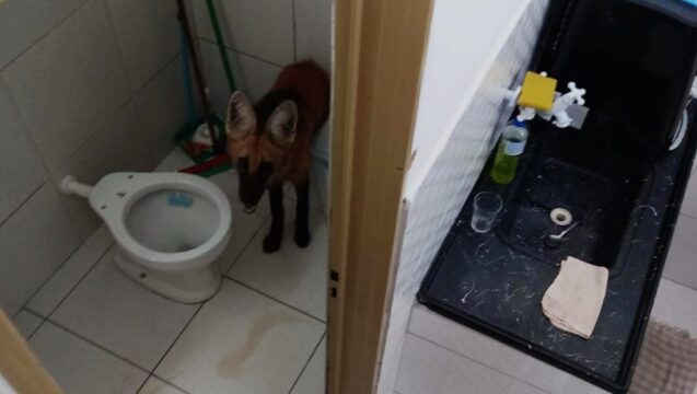Lobo-guará é resgatado dentro de loja no Bairro Jardim Primavera, em Catalão