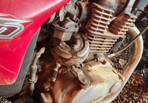 Jiboia de quase 1,5 metros é resgatada em motor de uma motocicleta, em Araguari