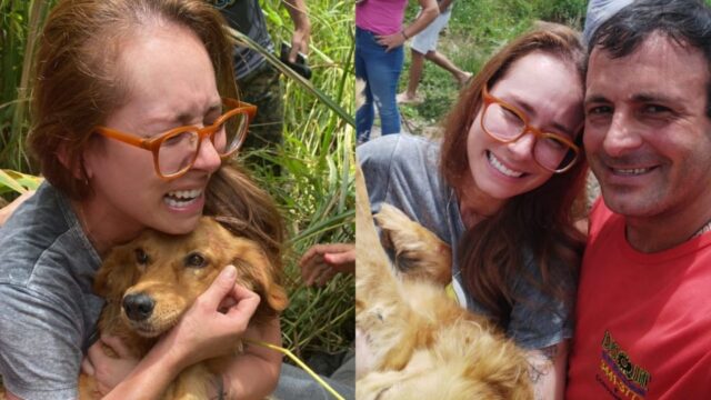 Cadela Mia, desaparecida há mais de duas semanas em Catalão, é encontrada em matagal, na Vila Maria; VÍDEO