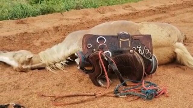 Menino fica ferido e égua morre após serem atingidos por raio enquanto cavalgavam por fazenda de Goiás