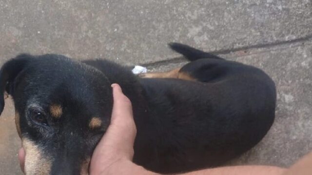 Pitbull ataca e mata cachorro que passeava com tutora, em Catalão; VÍDEO