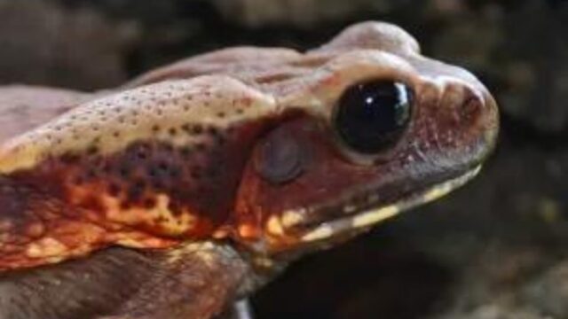 Sapo que espirra veneno pelas costas e répteis raros são encontrados em GO
