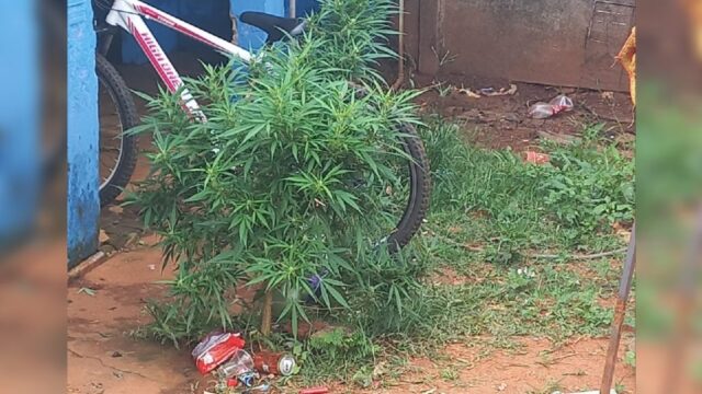 Em Catalão, mulher é flagrada com planta de maconha em casa
