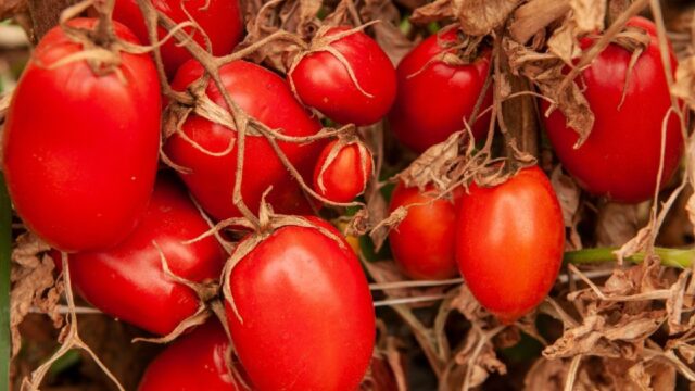 Valor Bruto da Produção do tomate deve crescer 45,1%, em Goiás