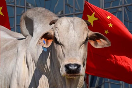 Vendas de carne bovina à China são suspensas após caso de vaca louca
