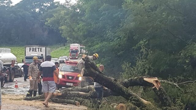 Árvore cai e bloqueia trânsito na GO-020, entre Palmelo e Pires do Rio