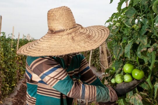 Goiás foi o quarto Estado que mais criou empregos formais no agronegócio em 2022