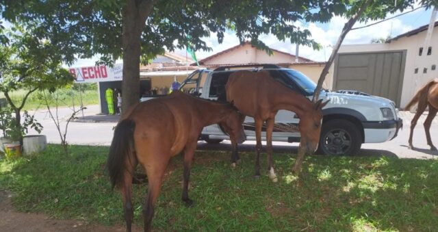 Cavalos abandonados pelas ruas de Catalão apresentam riscos para moradores e ao trânsito no município