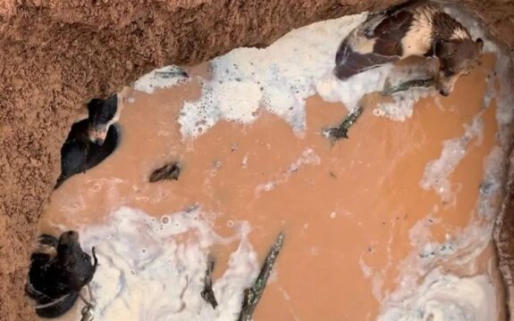 Quatro cachorros são resgatados de bolsão de água em Araguari