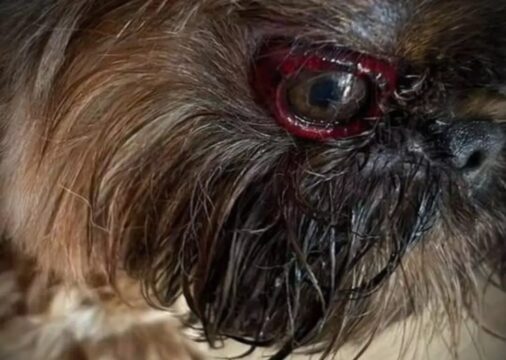 Justiça: Após quase dois meses, Delegacia de Caldas Novas conclui investigação de maus tratos contra cão em pet shop de Caldas Novas