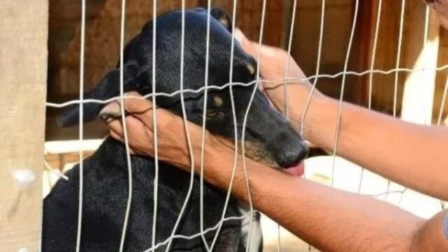 Projeto de lei propõe criação de delegacias especializadas em proteção animal