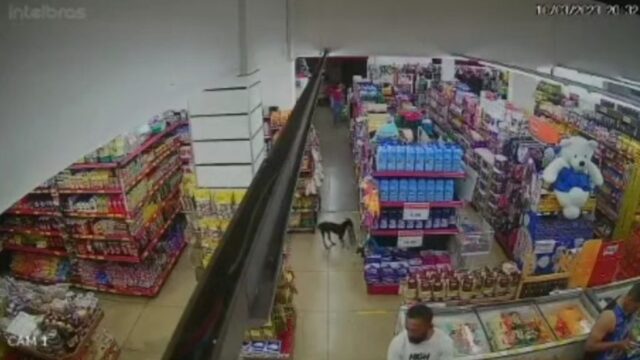 Cachorro é flagrado furtando ração em supermercado de Anápolis; vídeo