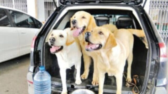 Em Urutaí, IF Goiano seleciona pessoas com deficiência visual para receberem cães-guias