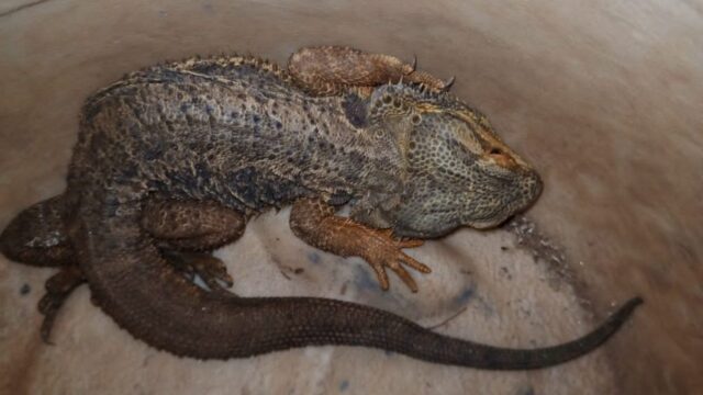 Animal exótico, Dragão-barbudo é resgatado em oficina de Catalão