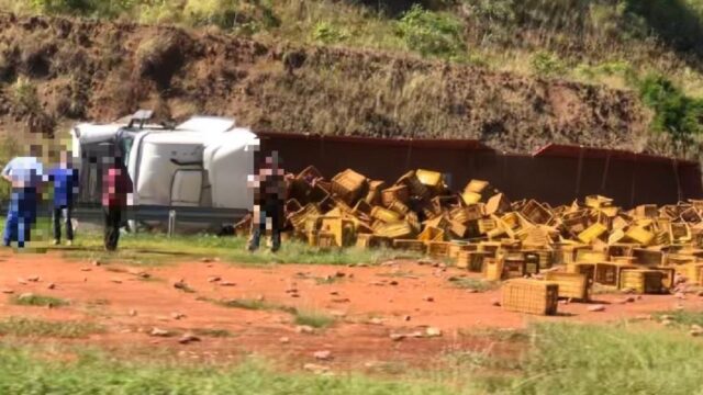 Caminhão carregado com batatas tomba na BR-050 em Araguari