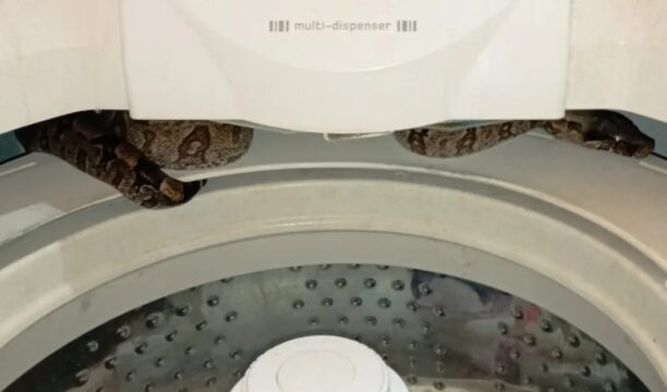 Jiboia é encontrada dentro de máquina de lavar em Araguari