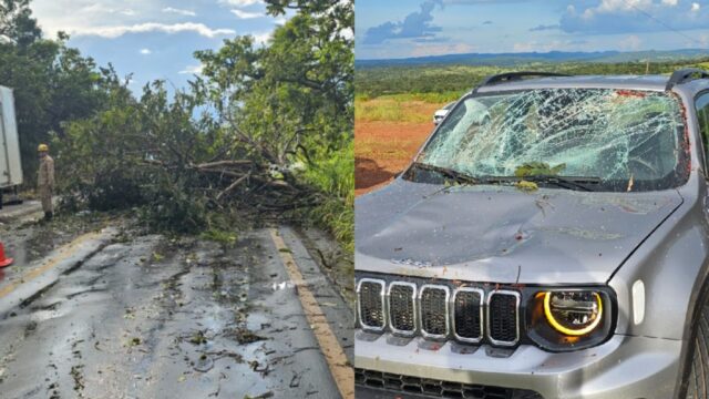Motorista sai ileso após carro ser atingido por árvore durante temporal na GO-330 em Catalão
